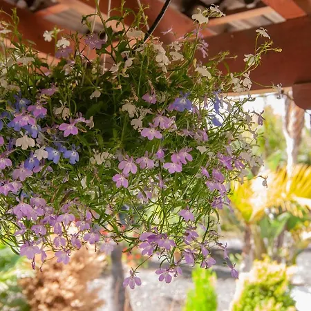 El Rincon Del Huroncillo *