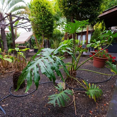 El Rincon Del Huroncillo * テヒーナ